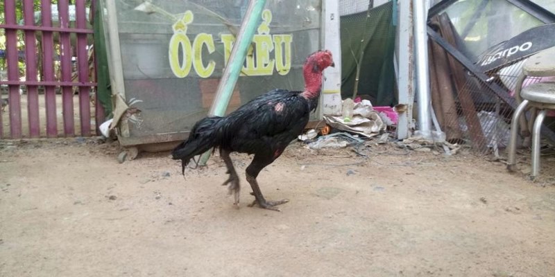 Gà Đòn Là Gì? Địa Chỉ Bán Gà Đòn Củ Chi Mà Bạn Nên Biết