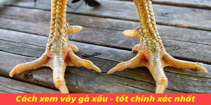 Những loại vảy gà đá quý hiếm