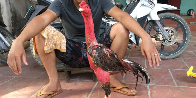 Giai đoạn bắt đầu thay lông ở gà chọi