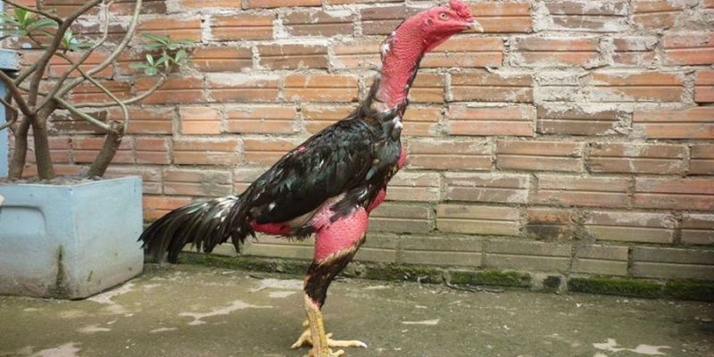 Cách Chăm Sóc Gà Chọi Thay Lông Đúng Kỹ Thuật Và Tốt Nhất