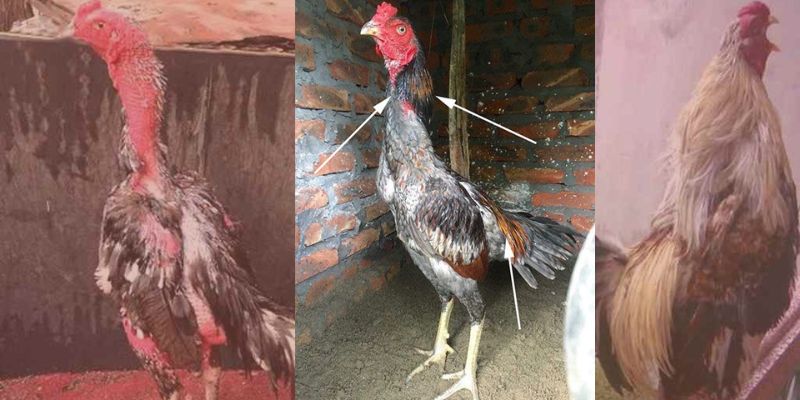 Giai đoạn gà chọi khô lông