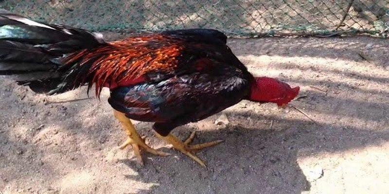 Bí kíp chọn gà khi đến địa điểm bán gà đòn Củ Chi
