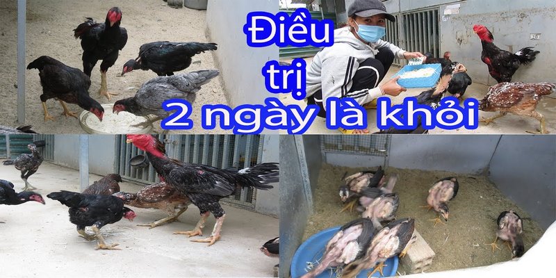 Gà bị khò khè lên đờm nhưng không kèm nước mũi