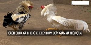 cach-chua-ga-bi-kho-khe-len-dom-hieu-qua