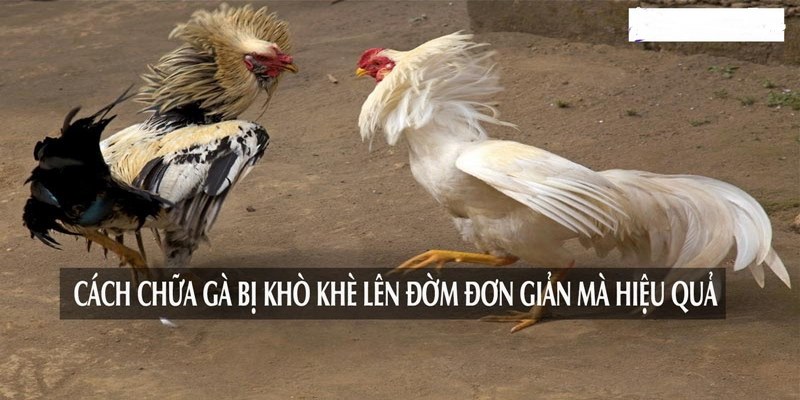 cach-chua-ga-bi-kho-khe-len-dom-hieu-qua