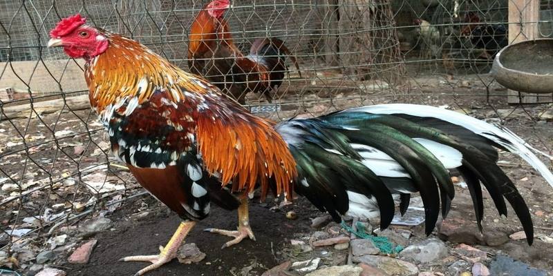 Cách Giúp Gà Tơ Mọc Lông Nhanh Và An Toàn