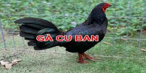 cach-nhan-biet-ga-cuban