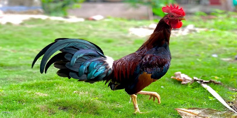 Hướng Dẫn Cách Nhận Biết Gà Cuban Chuẩn Nhất Cho Các Sư Kê