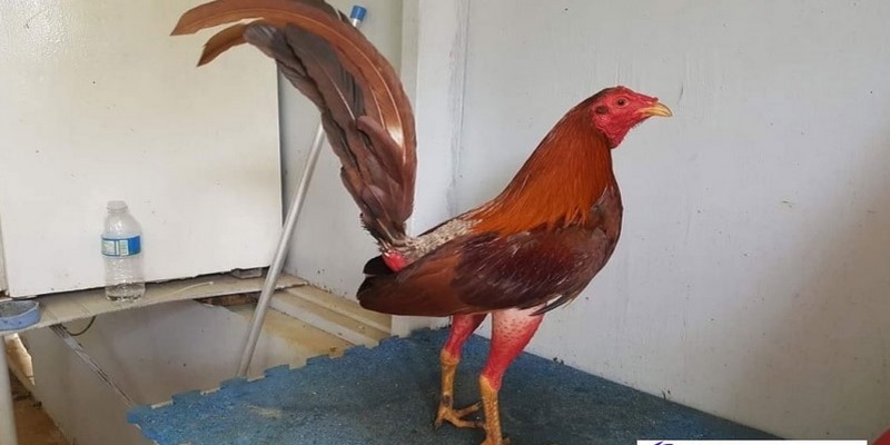 Vì sao anh em sư kê lại yêu thích gà Cuban