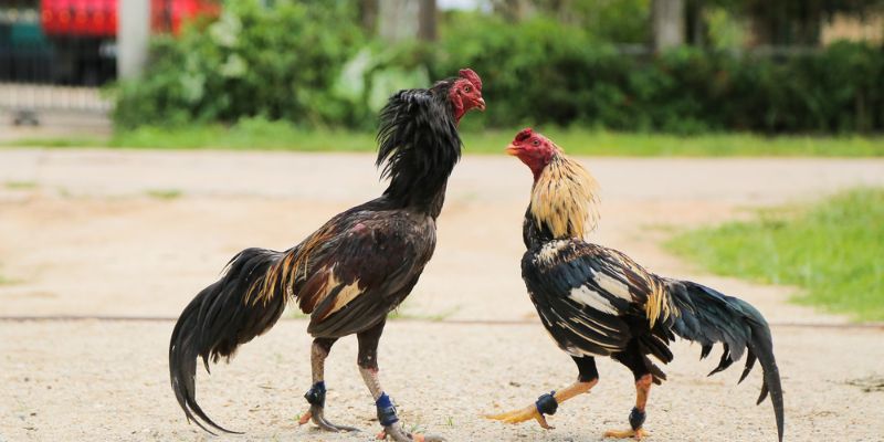 Cách nuôi gà tre đá hiệu quả cao