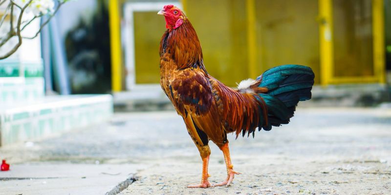 Không bỏ qua các chế độ chăm sóc đặc biệt