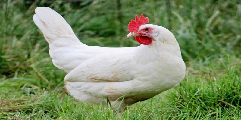 Nét đặc biệt trong đặc điểm của gà lơ go