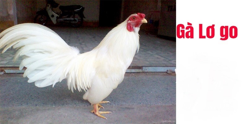 Đặc điểm sinh sản của gà lơ go
