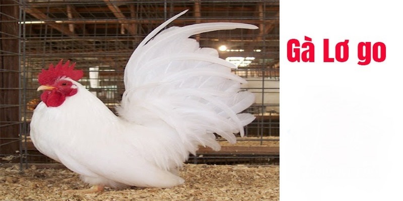 Những Đặc Điểm Của Gà Lơ Go Người Chơi Đá Gà Nên Biết