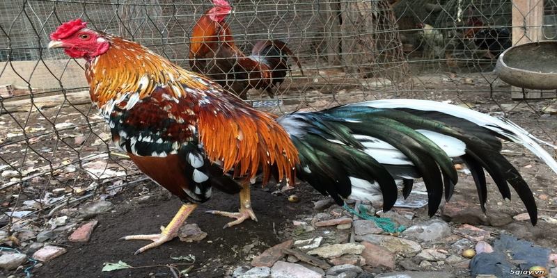 Đặc điểm của gà ngũ sắc chân xanh