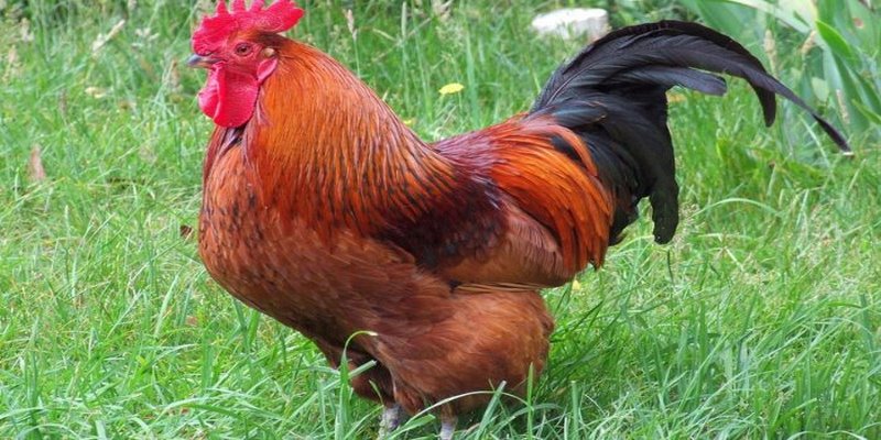 Gà Rốt Đỏ: Giới Thiệu Gà Rhode Đỏ Và Cách Nuôi Hiệu Quả