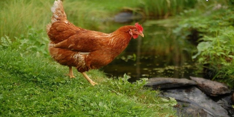 Cách chăm sóc và nuôi Gà rốt đỏ
