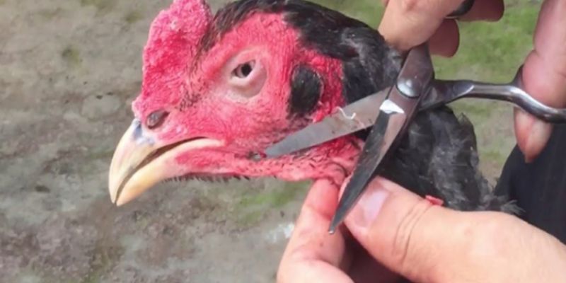 Cách chăm sóc gà chọi thay lông cực hay cho người chưa có kinh nghiệm