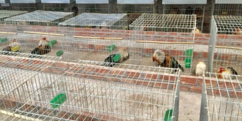 Bật Mí Cách Nuôi Gà Tre Đá Không Phải Ai Cũng Biết